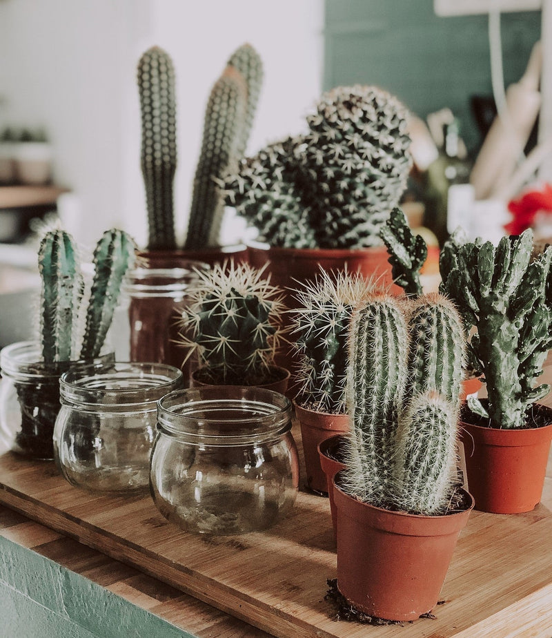 Magia cu acuarele Van Gogh – plante de apartament