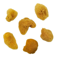 bureti naturali de mare mici royal si langnickel 6 buc ro rlgr2114