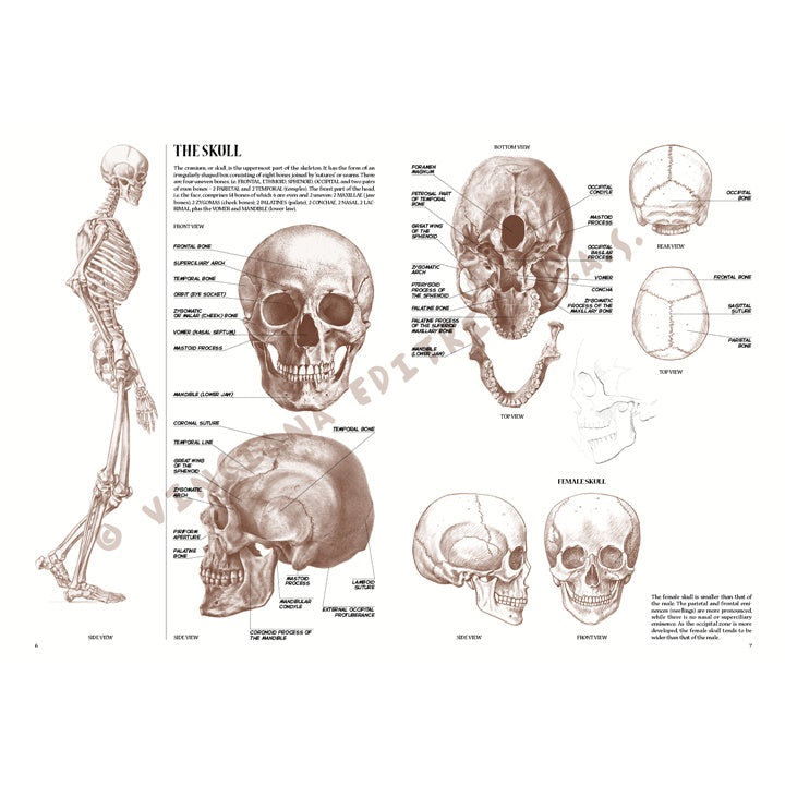 colectia leonardo 04 anatomie ro lnc888172003
