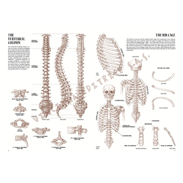 colectia leonardo 04 anatomie ro lnc888172003