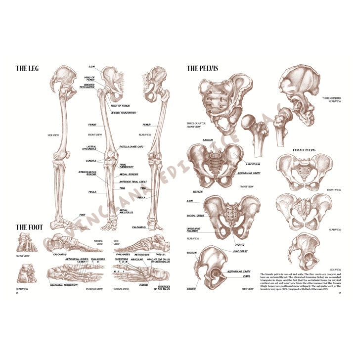 colectia leonardo 04 anatomie ro lnc888172003