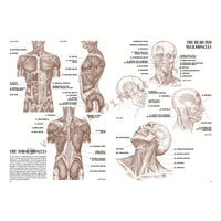 colectia leonardo 04 anatomie ro lnc888172003