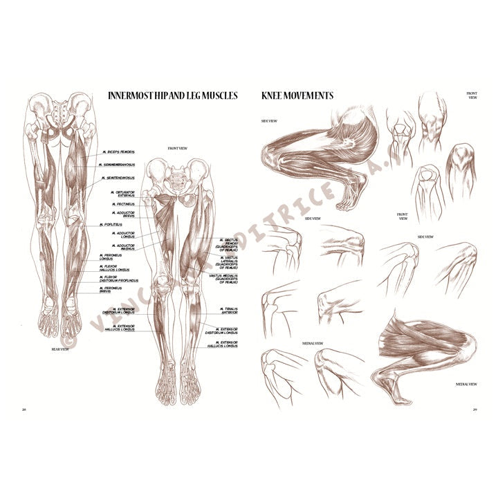 colectia leonardo 04 anatomie ro lnc888172003