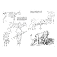 colectia leonardo 13 animale ro lnc888172012