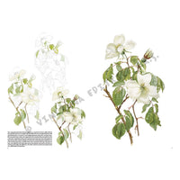 colectia leonardo 42 trandafiri ro lnc888172041