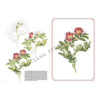 colectia leonardo 42 trandafiri ro lnc888172041