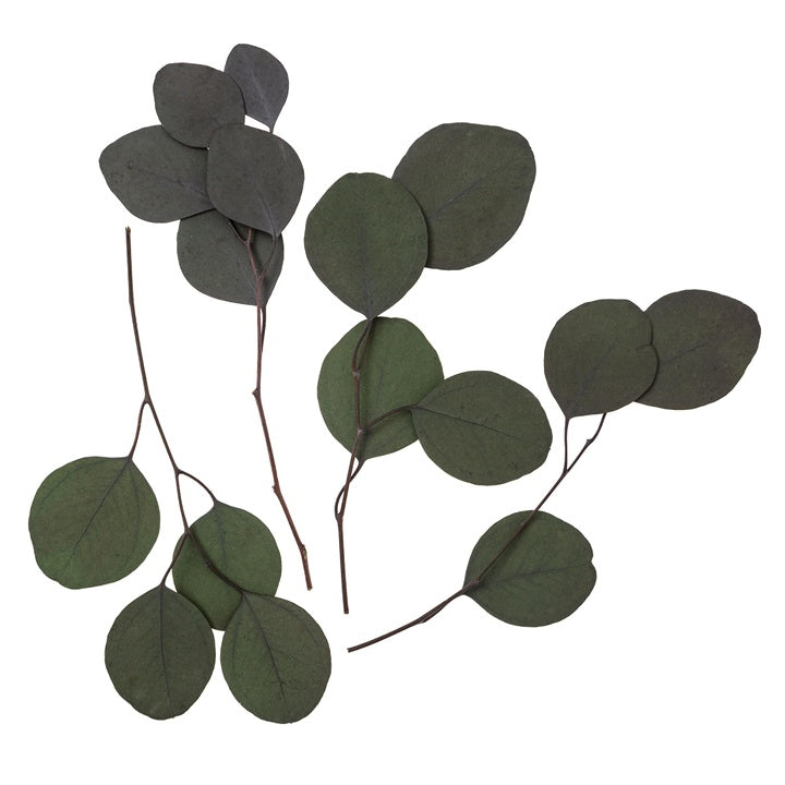 eucalyptus populus stabilizat verde 4 tulpini 20 cm ro dpcdpsk 011