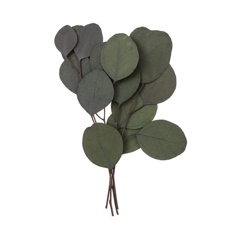 eucalyptus populus stabilizat verde 4 tulpini 20 cm ro dpcdpsk 011
