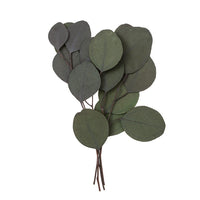 eucalyptus populus stabilizat verde 4 tulpini 20 cm ro dpcdpsk 011