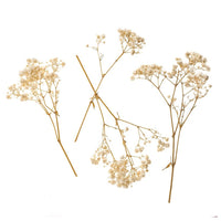gypsophila naturala 4 tulpini 20 cm ro dpcdpsk 009