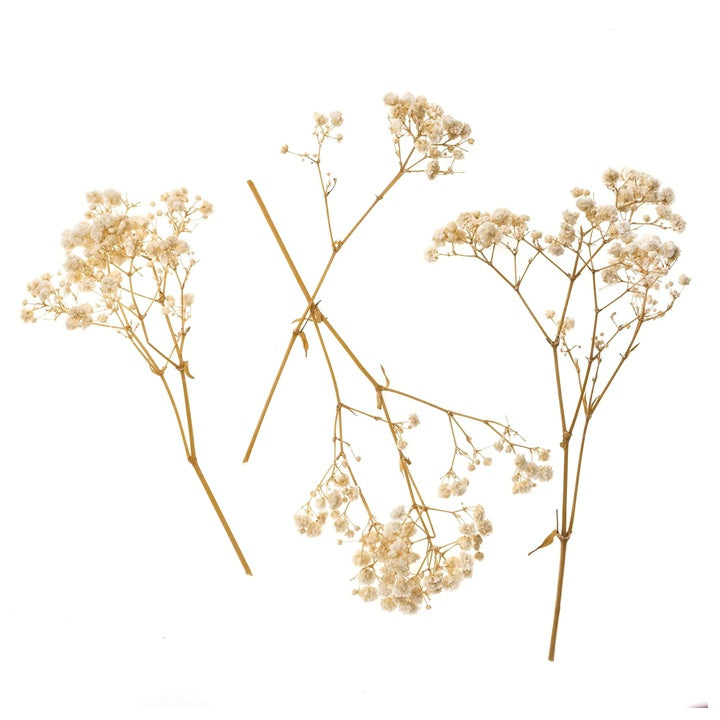 gypsophila naturala 4 tulpini 20 cm ro dpcdpsk 009