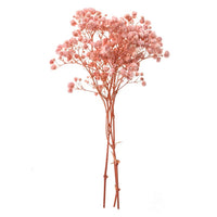 gypsophila roz deschis 4 tulpini 20 cm ro dpcdpsk 010