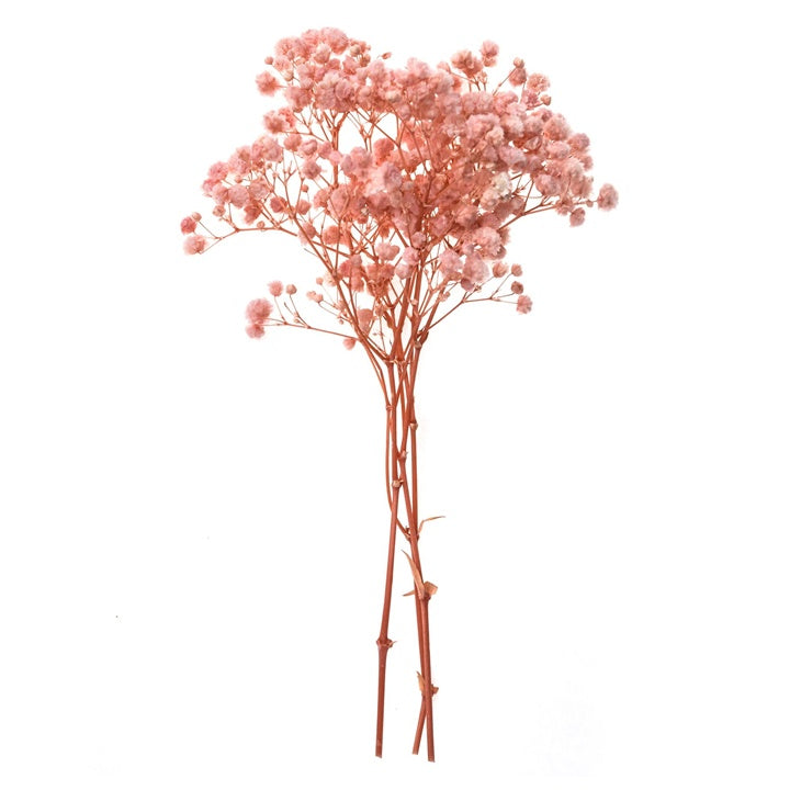 gypsophila roz deschis 4 tulpini 20 cm ro dpcdpsk 010