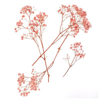 gypsophila roz deschis 4 tulpini 20 cm ro dpcdpsk 010