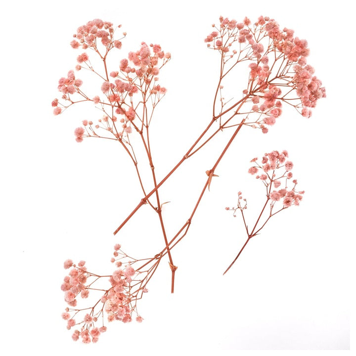 gypsophila roz deschis 4 tulpini 20 cm ro dpcdpsk 010