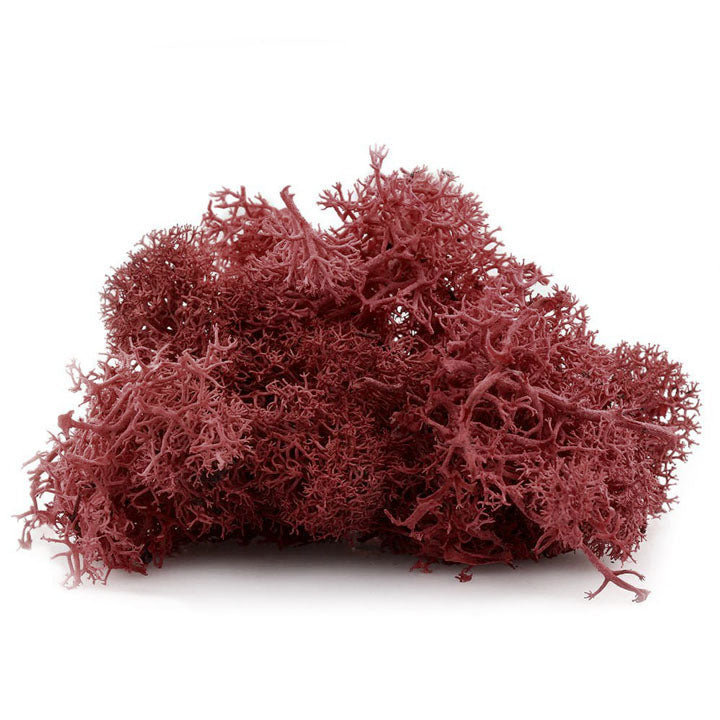 Muschi de Islanda 12 g