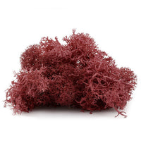 Muschi de Islanda 12 g