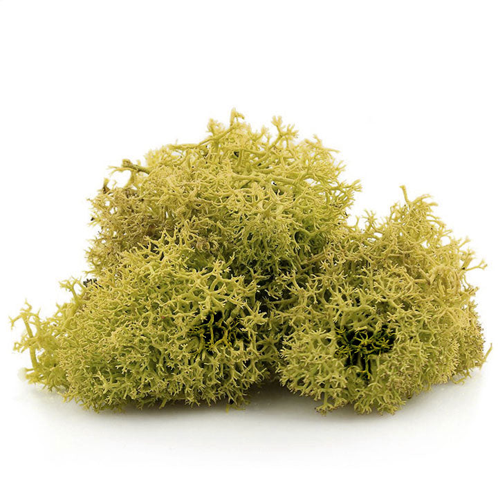Muschi de Islanda 12 g