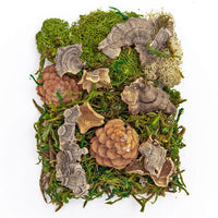 mix de mușchi și elemente naturale 30 g