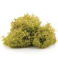 muschi de islanda 12 g ro hbbpai