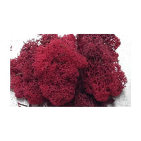 muschi islandez 500 g ro hbbpai1130