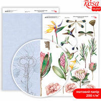 Hârtie pentru scrapbooking King Protea A4 – No. 8