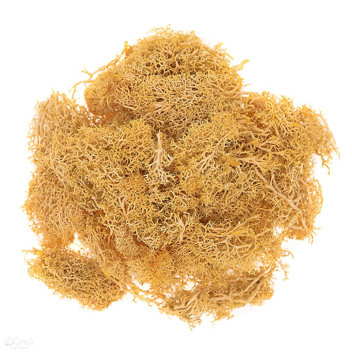 Briofitele ren naturale 30g