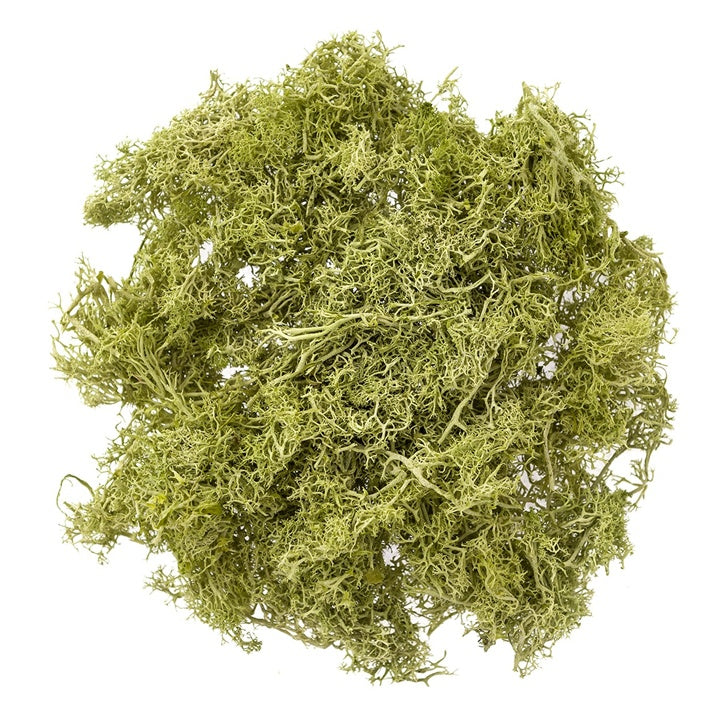 Briofitele ren naturale 30g