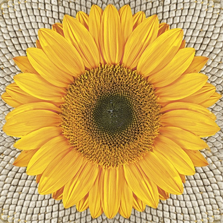 servetele pentru decoupage sunflower on seeds 1 buc ro mxhsdog031001