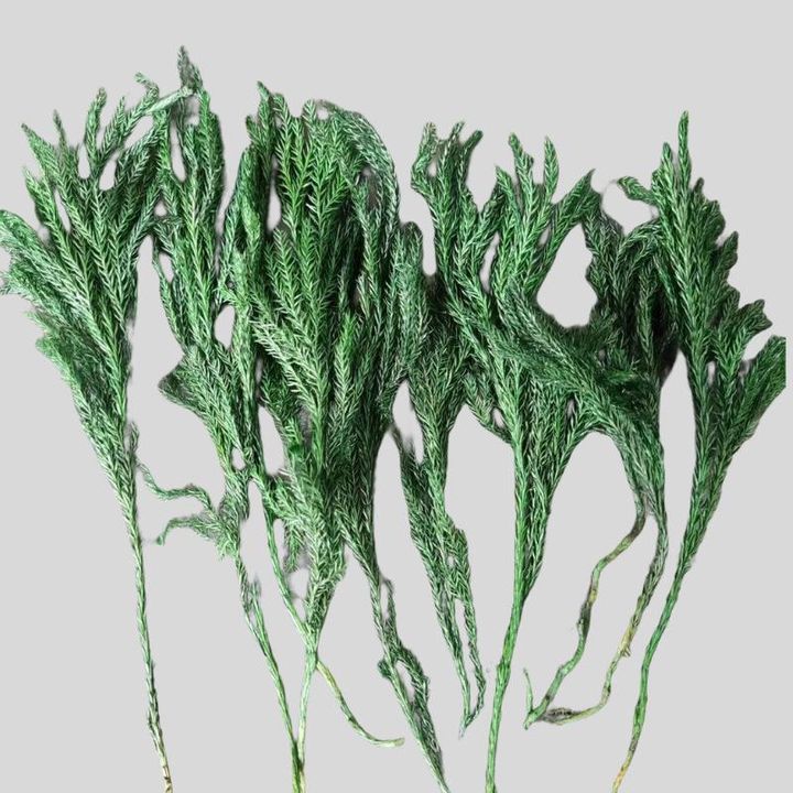 Plante uscate pentru fabricarea săpunului – Pin 10g